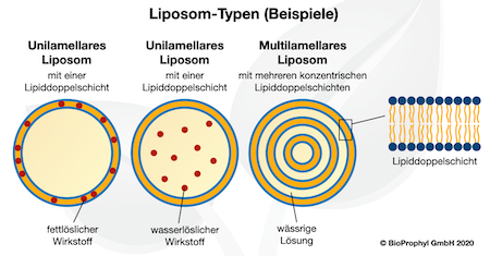 verschiedene Schemata von Liposom-Typen
