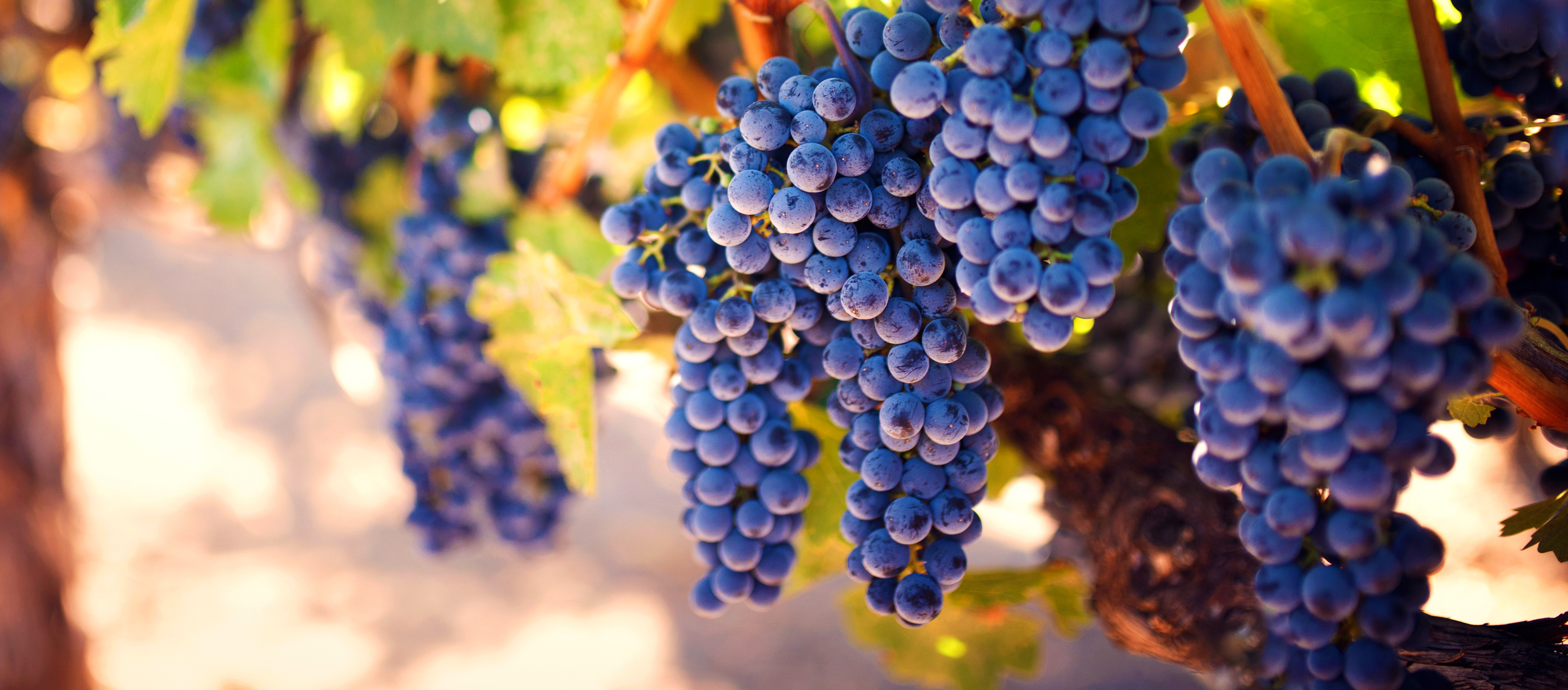 Weinreben sind zu sehen