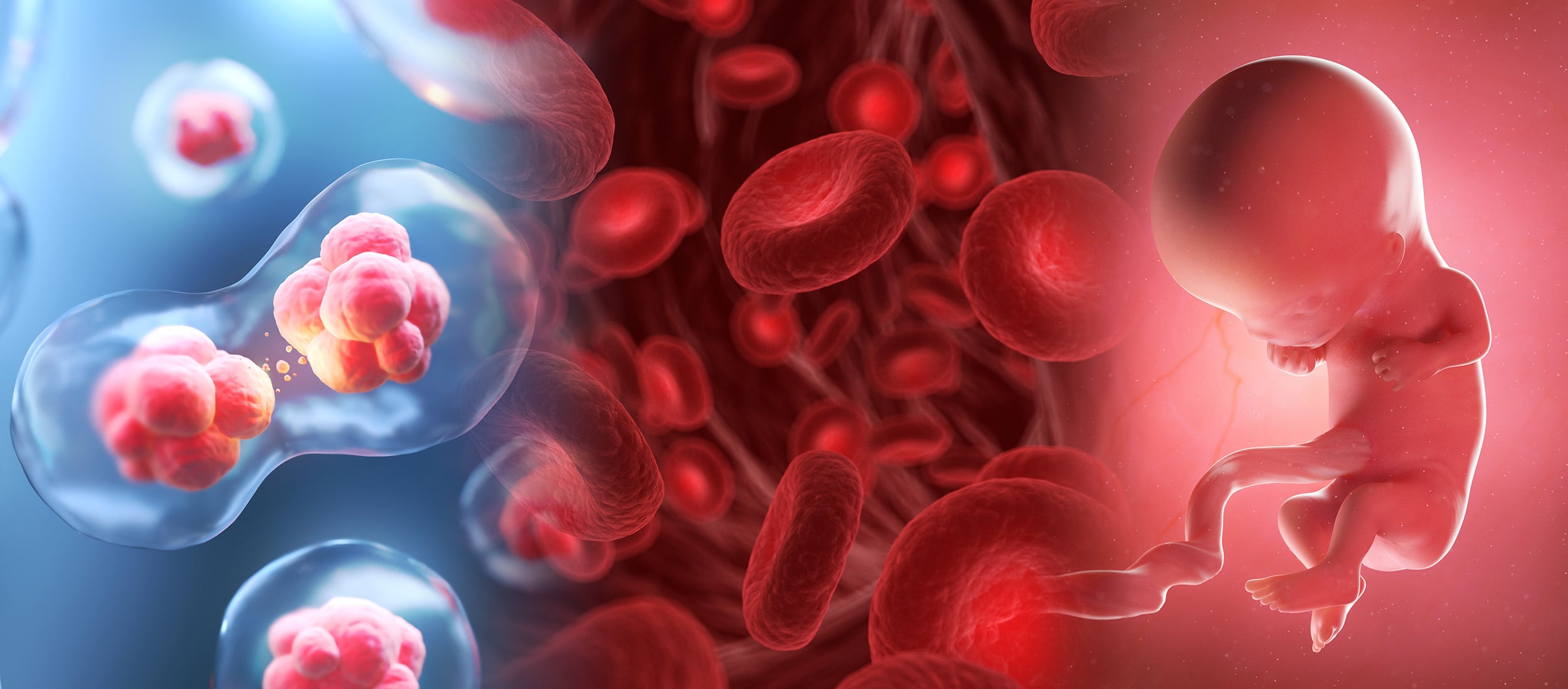 Bildhafte Darstellung von Zellteilung, Blutkörperchen und einem Embryo in der Gebärmutter