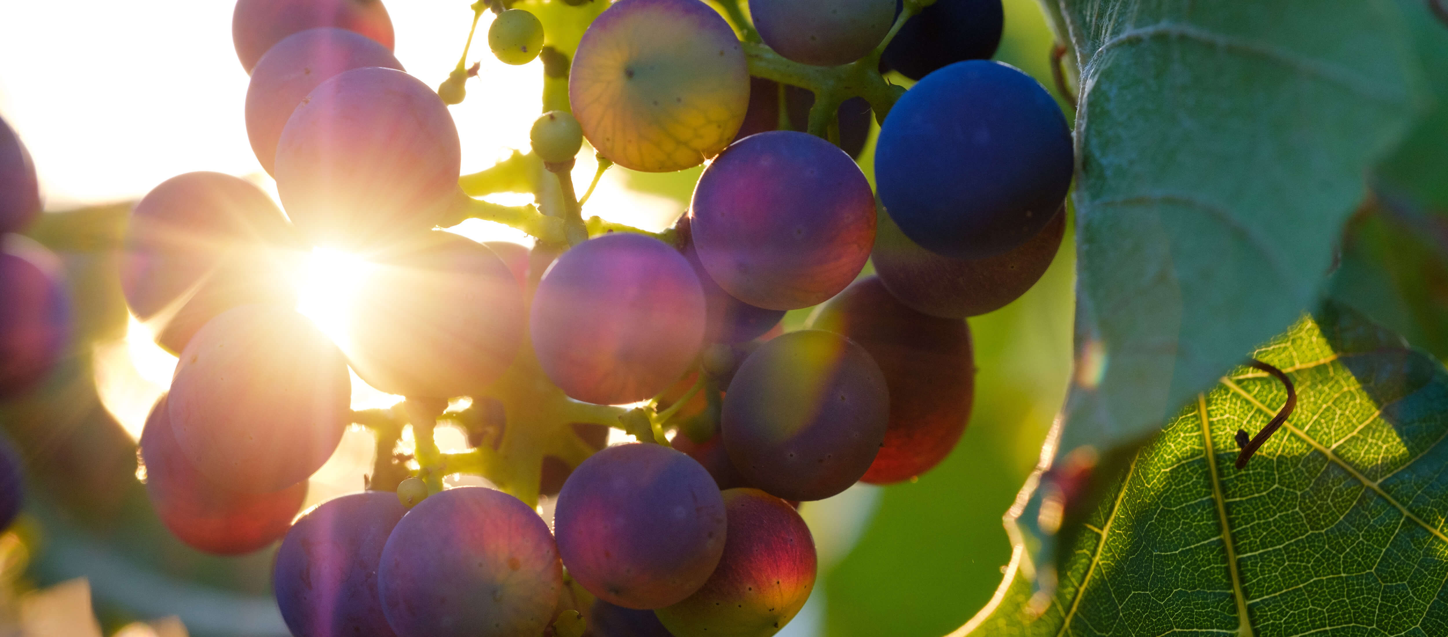 Weintrauben werden von Sonne angestrahlt