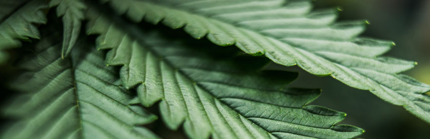 Cannabis Blätter