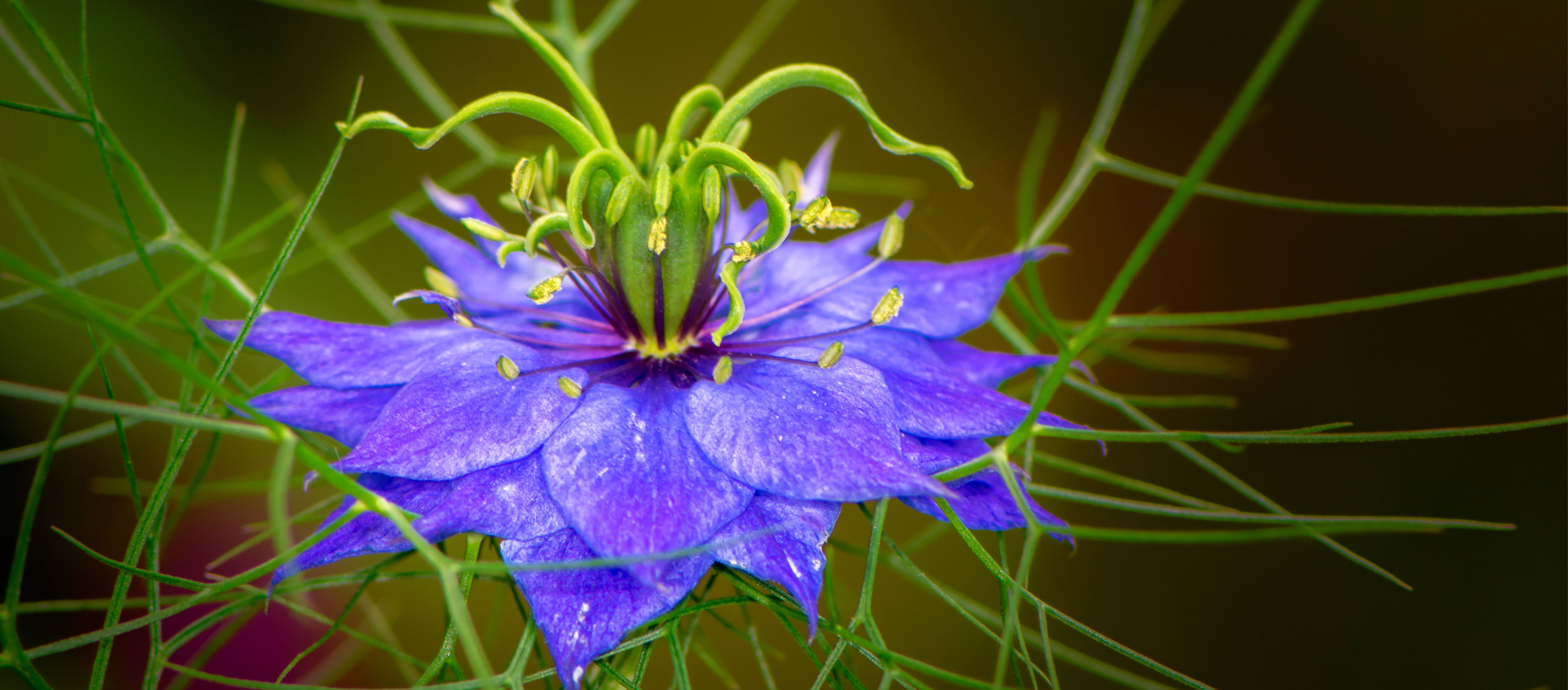 Schwarzkümmel Samen sind zu sehen