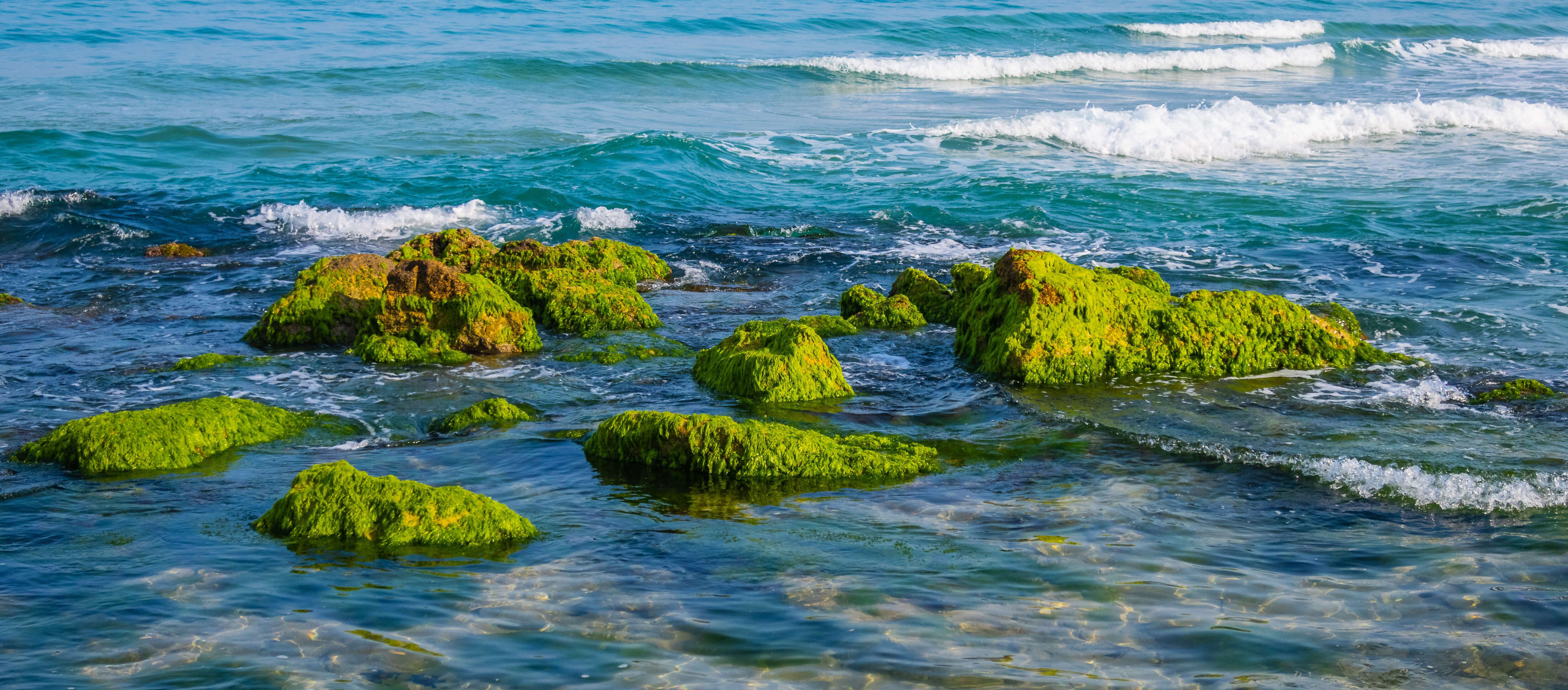 Mit Algen bedeckte Steine im Meer