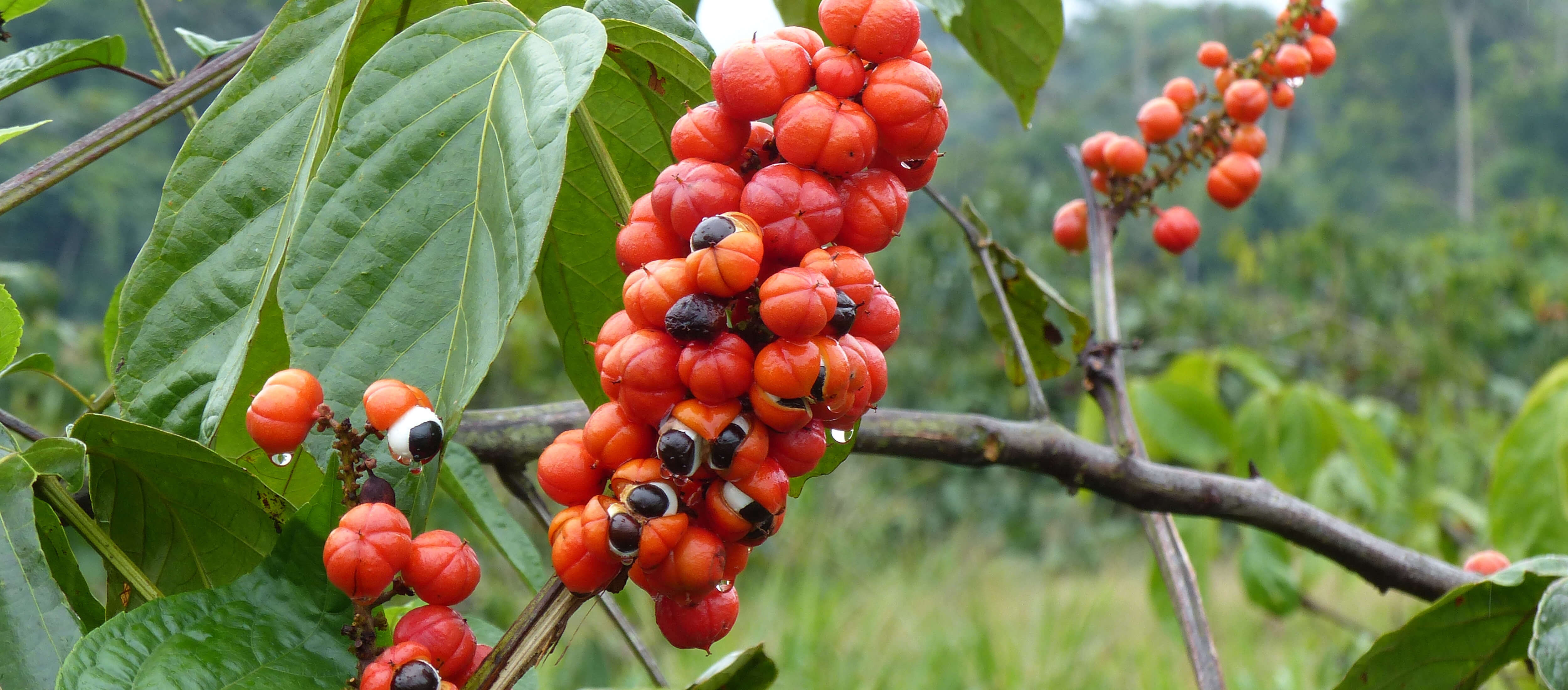 Guarana - Natürliches Koffein aus dem Amazonas-Regenwald