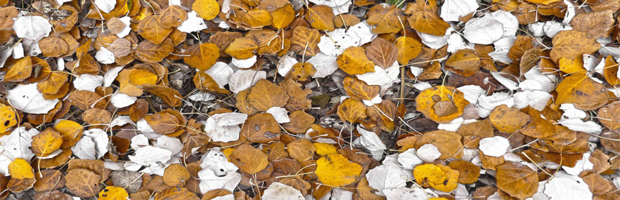 Gelbe Blätter auf dem Boden