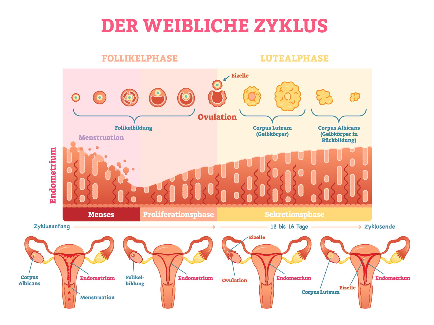 Schema zur Menstruation