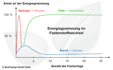 Grafik zur Energiegewinnung beim Fasten